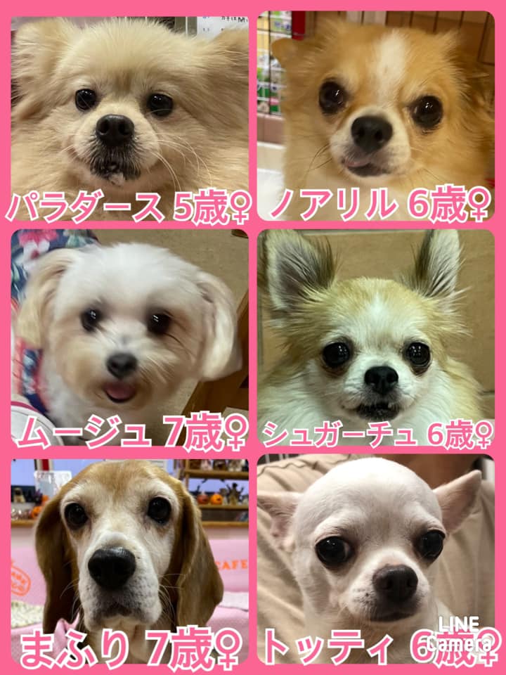 🐾今日の里親様募集中ワンコ🐶メンバーです🐾2021,9,26